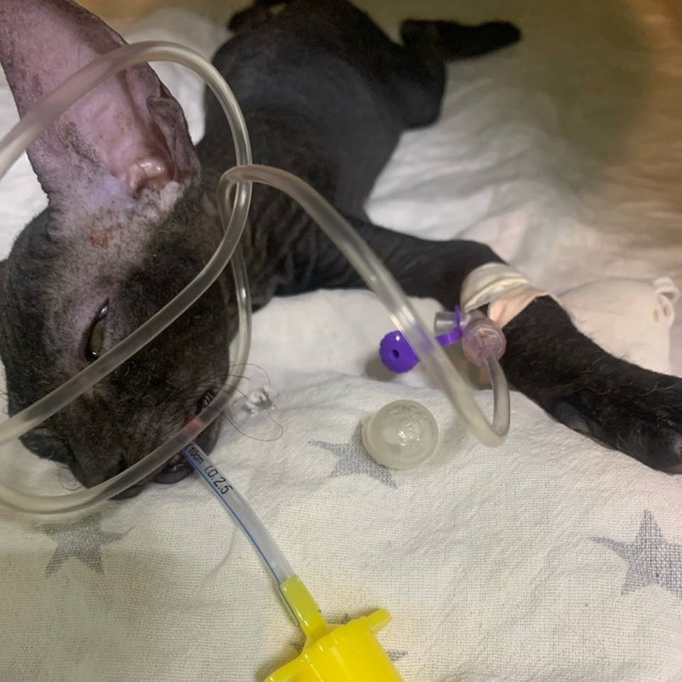 В Твери ветеринары спасли котенка, который проглотил детскую соску