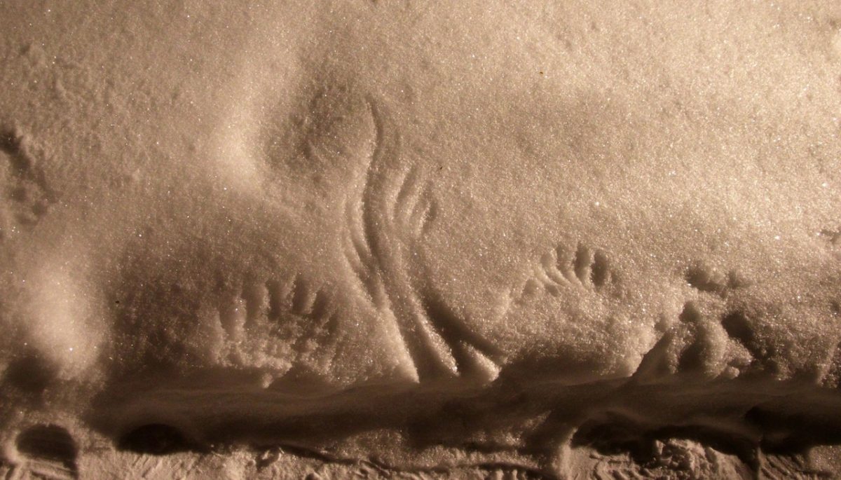 Следы невиданного зверя обнаружили жители Тверской области