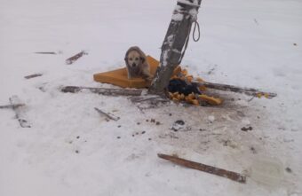 Жители Тверской области привязали к столбу агрессивного пса Жители Тверской области привязали к столбу агрессивного пса