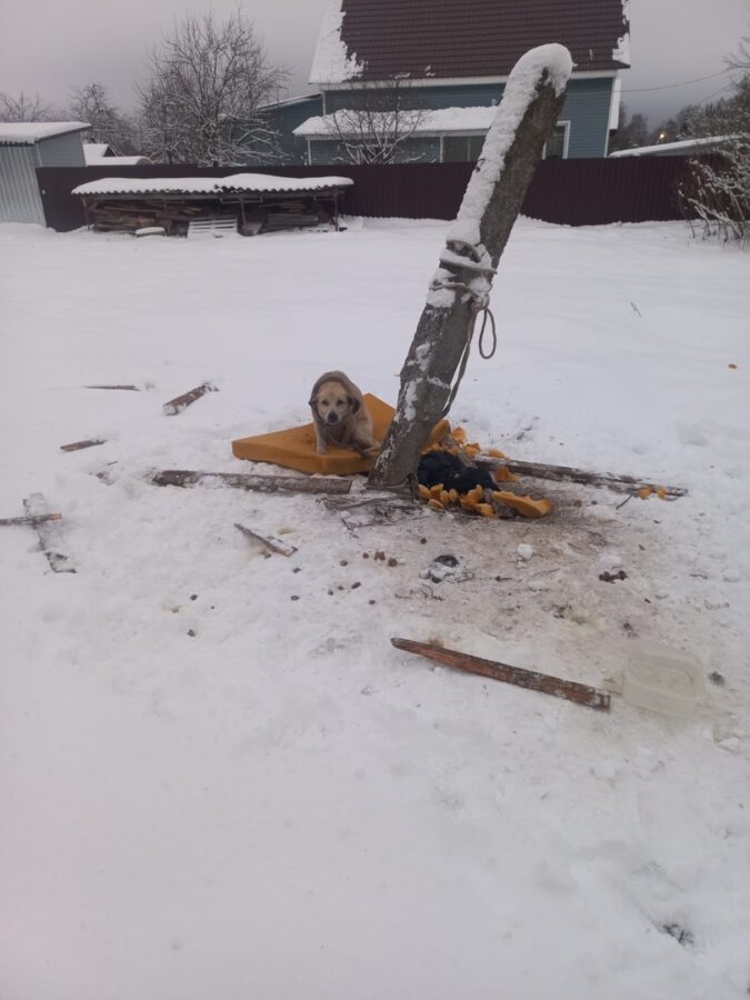 Жители Тверской области привязали к столбу агрессивного пса