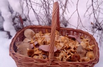 В лесах Тверской области в декабре продолжают собирать грибы