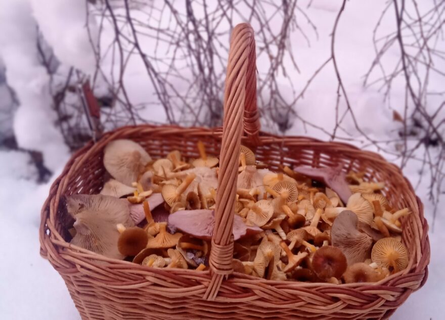 В лесах Тверской области в декабре продолжают собирать грибы