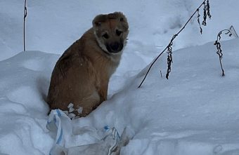 Жители Тверской области выбросили в мешке щенка Жители Тверской области выбросили в мешке щенка