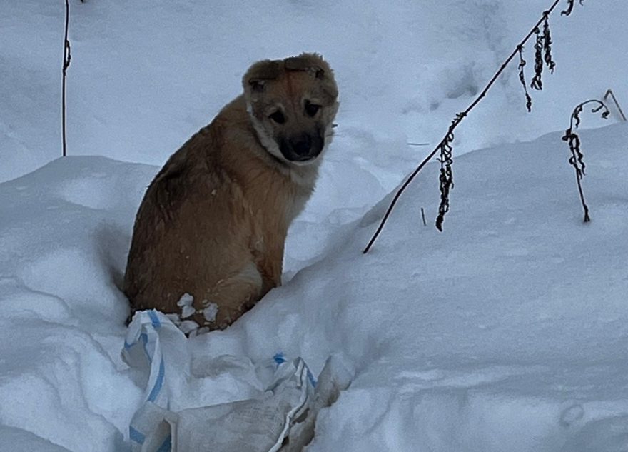 Жители Тверской области выбросили в мешке щенка