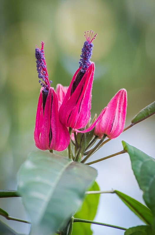 Жителей и гостей Твери приглашают посмотреть на «бразильские свечи»