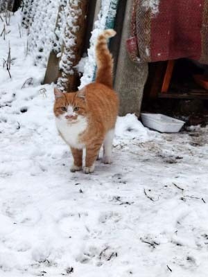 Жителей Тверской области просят спасти кошек от холода