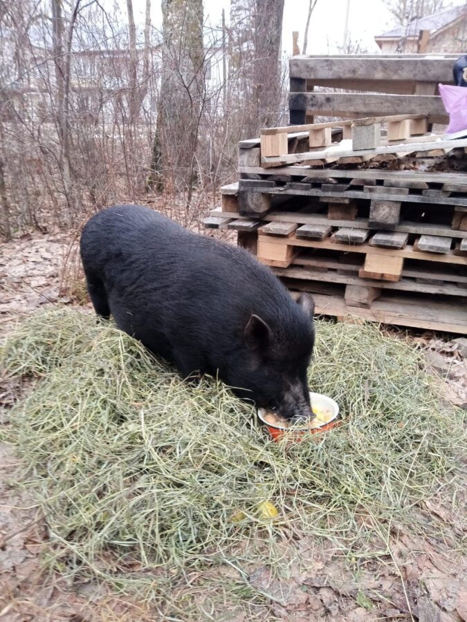 Для знаменитой черной свиньи из Тверской области заказывают сено с доставкой