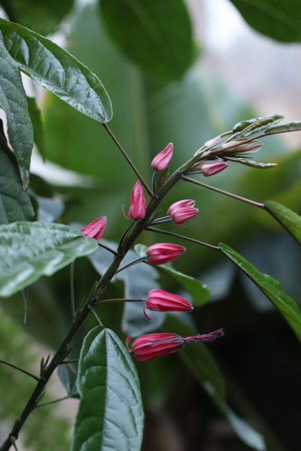 Жителей и гостей Твери приглашают посмотреть на «бразильские свечи»