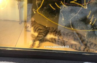 В Тверской области кот поселился в пекарне под новогодней елкой