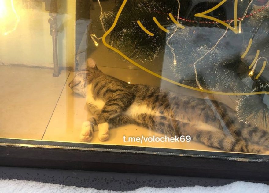 В Тверской области кот поселился в пекарне под новогодней елкой