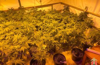 В Тверской области ликвидирована ферма по культивированию марихуаны В Тверской области ликвидирована ферма по культивированию марихуаны