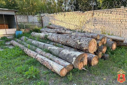 Четверо жителей Тверской области нарубили деревьев на полтора миллиона рублей