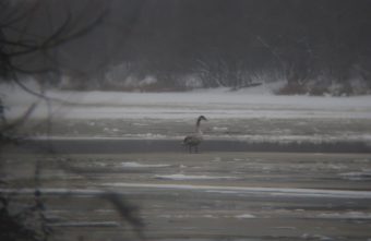 В Твери на реке заметили ассорти из редких птиц