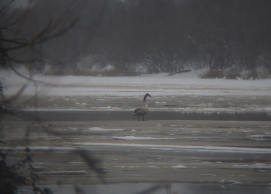 В Твери на реке заметили ассорти из редких птиц