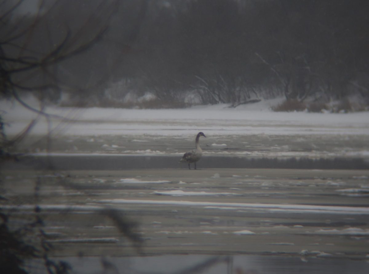 В Твери на реке заметили ассорти из редких птиц
