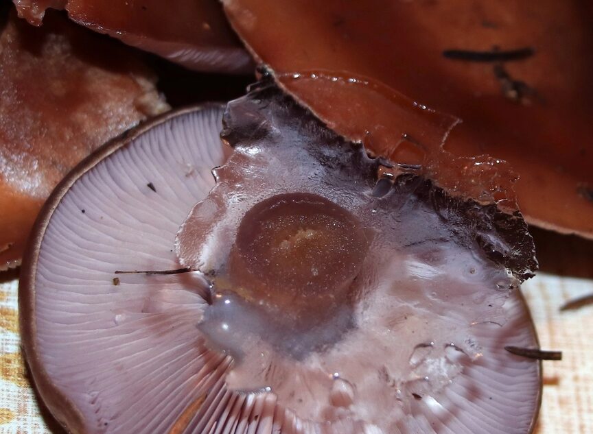 Жители Тверской области собирают заледеневшие грибы