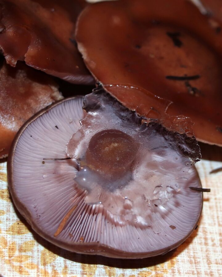 Жители Тверской области собирают заледеневшие грибы