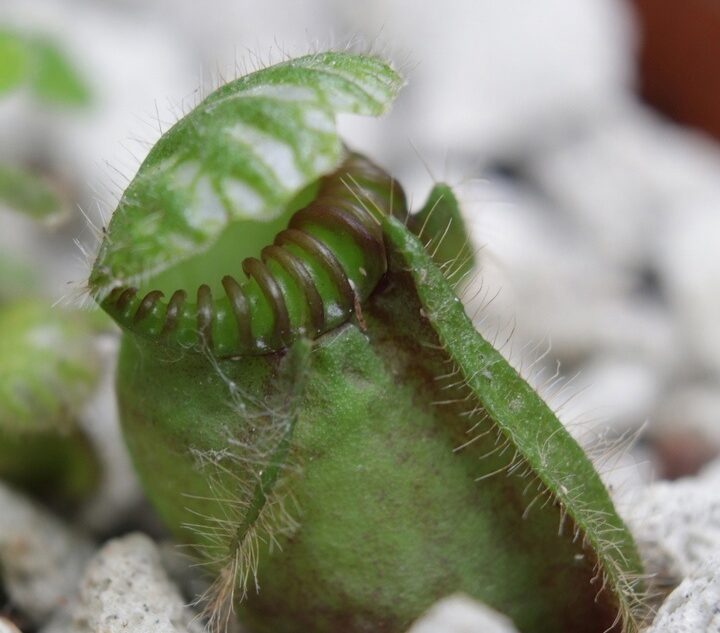 Жителей и гостей Твери удивляет прожорливый головоухий цефалот