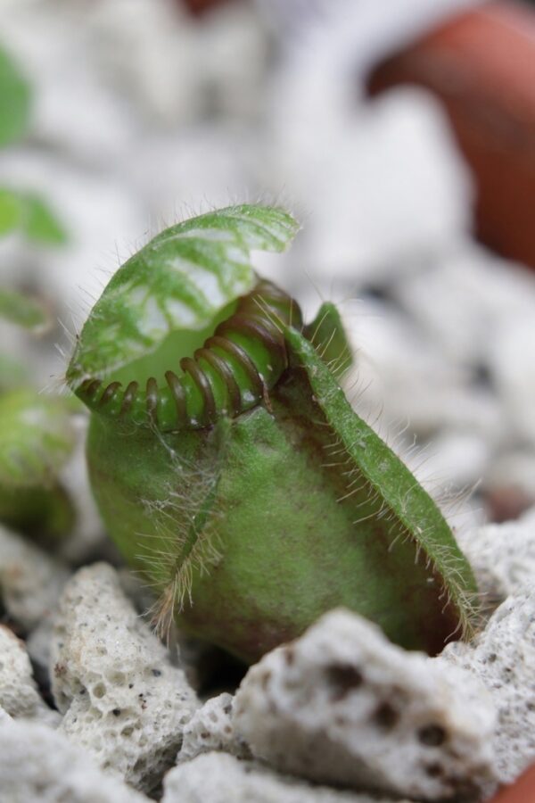 Жителей и гостей Твери удивляет прожорливый головоухий цефалот