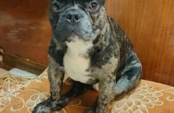 Жители Тверской области оставили в электричке своего породистого питомца