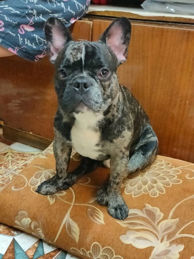 Жители Тверской области оставили в электричке своего породистого питомца