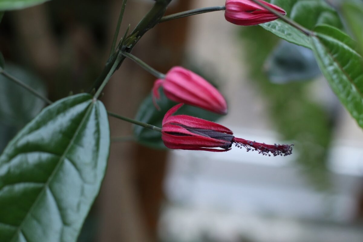 Жителей и гостей Твери приглашают посмотреть на «бразильские свечи»