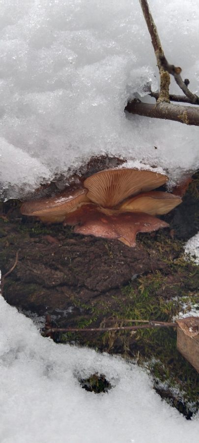 Жители Тверской области, идя за ёлкой в лес, еще и корзину грибов набирают