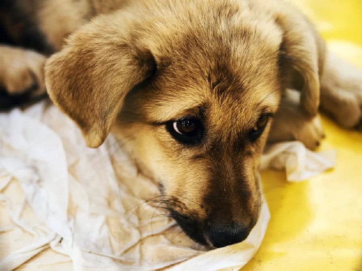 Школа в Тверской области помогла волонтерам собрать корма для бездомных животных