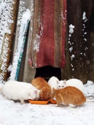 Жителей Тверской области просят спасти кошек от холода