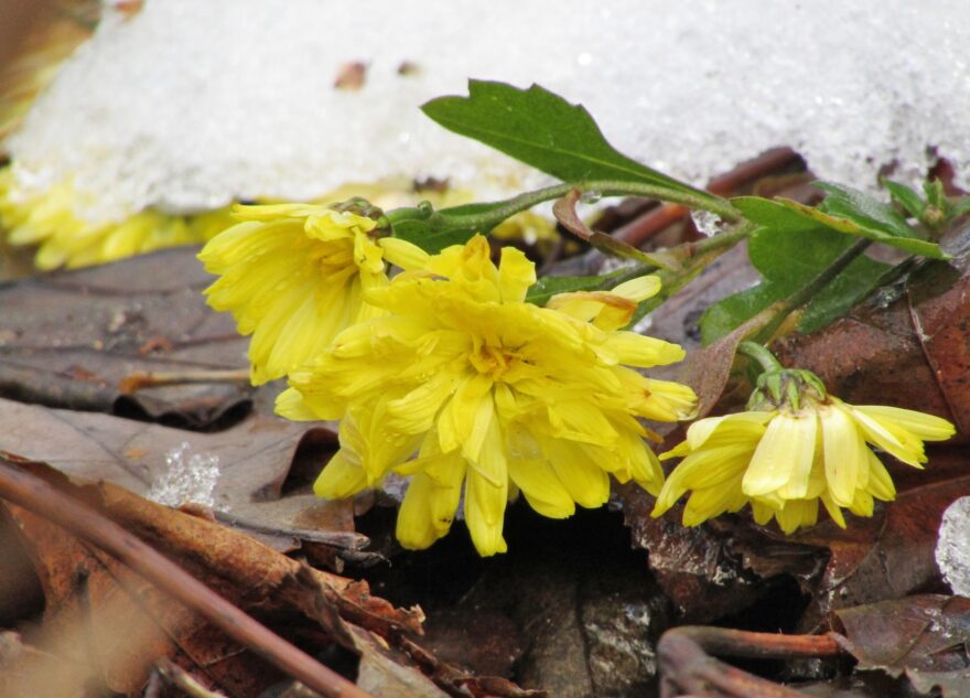 В Тверской  области зимой растут летние цветы