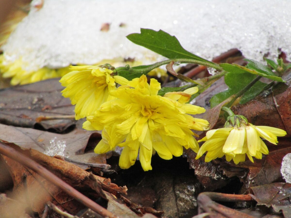 В Тверской  области зимой растут летние цветы