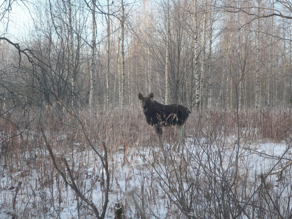 К жителям Тверской области вышли лоси