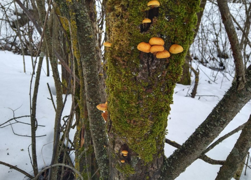 Жители Тверской области радуются нескончаемым грибам