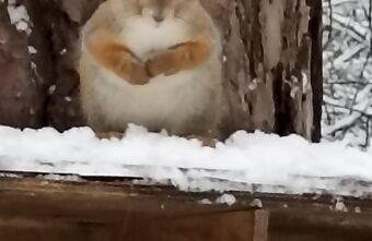 В Твери бесстрашные белки вышли позировать для фото