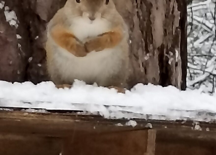 В Твери бесстрашные белки вышли позировать для фото
