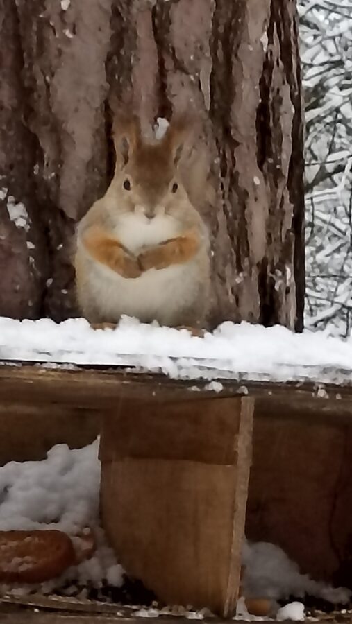В Твери бесстрашные белки вышли позировать для фото В Твери бесстрашные белки вышли позировать для фото