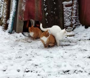 Жителей Тверской области просят спасти кошек от холода