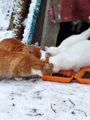 Жителей Тверской области просят спасти кошек от холода