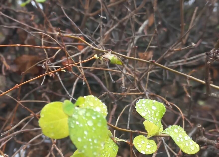 В декабре в Тверской области на деревьях распускаются листья