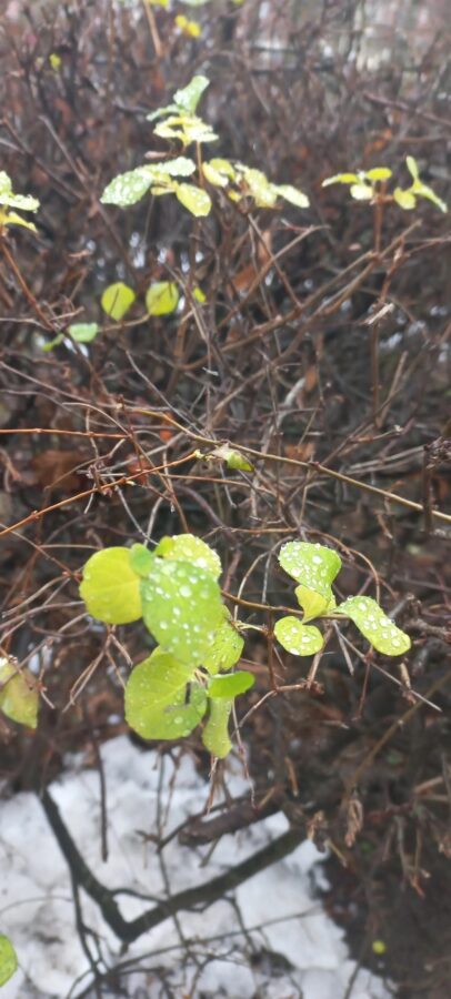В декабре в Тверской области на деревьях распускаются листья