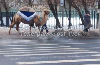 Холодной зимой на улицах Твери "работает" верблюд Холодной зимой на улицах Твери "работает" верблюд