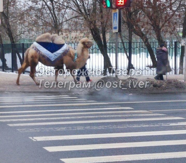 Холодной зимой на улицах Твери "работает" верблюд