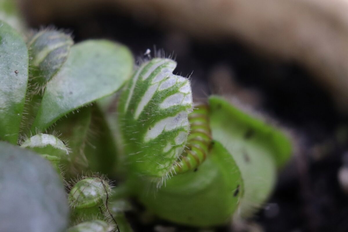 Жителей и гостей Твери удивляет прожорливый головоухий цефалот