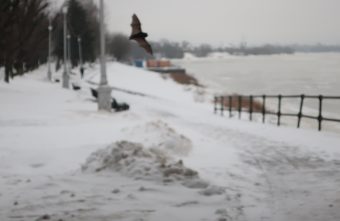 В Твери летучая мышь вышла из спячки из-за сильной оттепели В Твери летучая мышь вышла из спячки из-за сильной оттепели