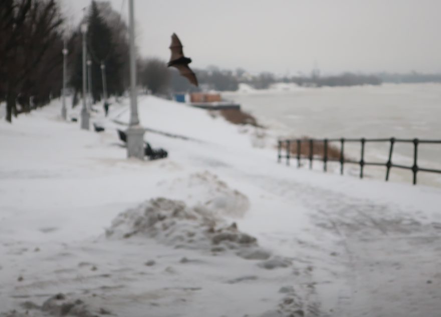 В Твери летучая мышь вышла из спячки из-за сильной оттепели