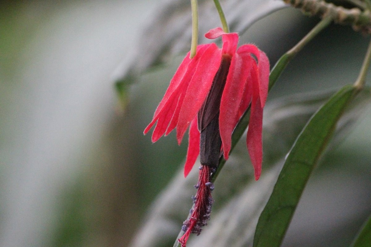 Жителей и гостей Твери приглашают посмотреть на «бразильские свечи»