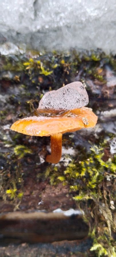 Жители Тверской области, идя за ёлкой в лес, еще и корзину грибов набирают