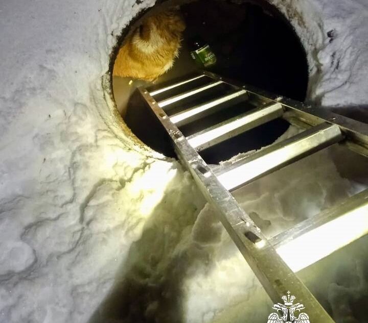 В Твери спасли собаку, которая упала в открытый люк