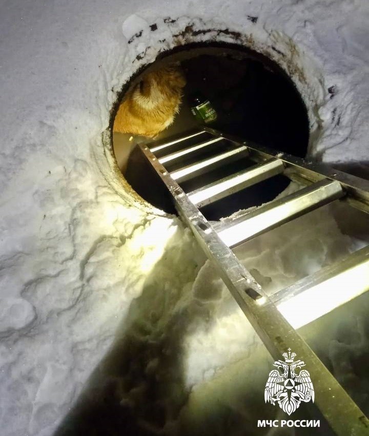 В Твери спасли собаку, которая упала в открытый люк