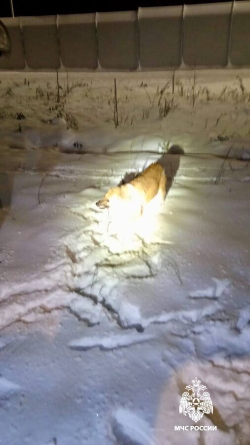 В Твери спасли собаку, которая упала в открытый люк
